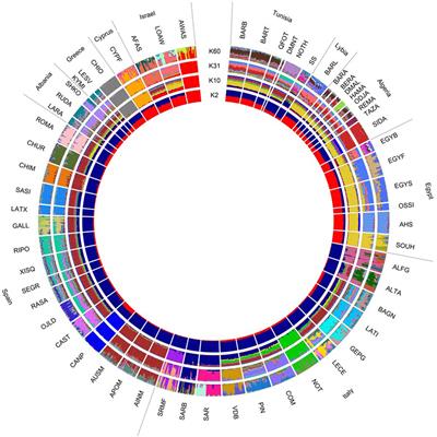 Insight into the current genomic diversity, conservation status and population structure of Tunisian Barbarine sheep breed